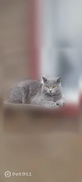 Пропала кошка, Архангельск — серый шотландец, уши прямо стоячие - photo