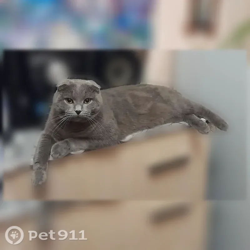 Пропала кошка, Апшеронск, Фрунзе, д. 146 — серый шотландский вислоухий, кастрирован - photo