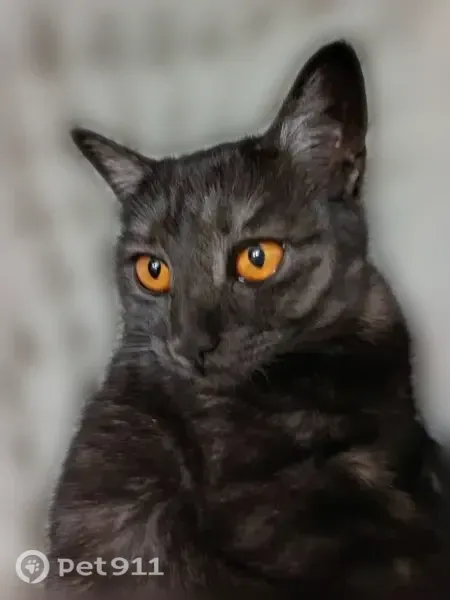 Пропала кошка, Коломна, Большая Запрудная, д. 8 — ушла гулять несколько дней назад - photo