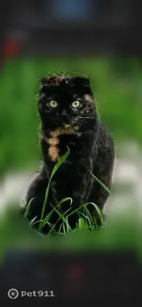 Пропала кошка, Нальчик, сдт Труженик — вислоушка, стерилизованная - photo