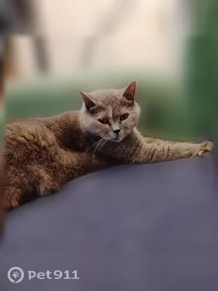 Пропала кошка, Молодой Гвардии, д. 41, Киров — серая британская кошка - photo