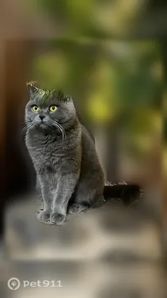 Пропала кошка, Нижний Новгород, Гордеевская, д. 56 — британка, серая, худая - photo