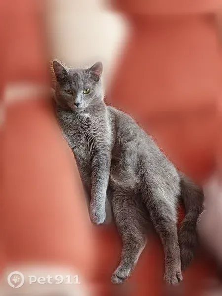 Пропала кошка, Территория снт Италмас, Италмас — серый короткошёрстный - photo