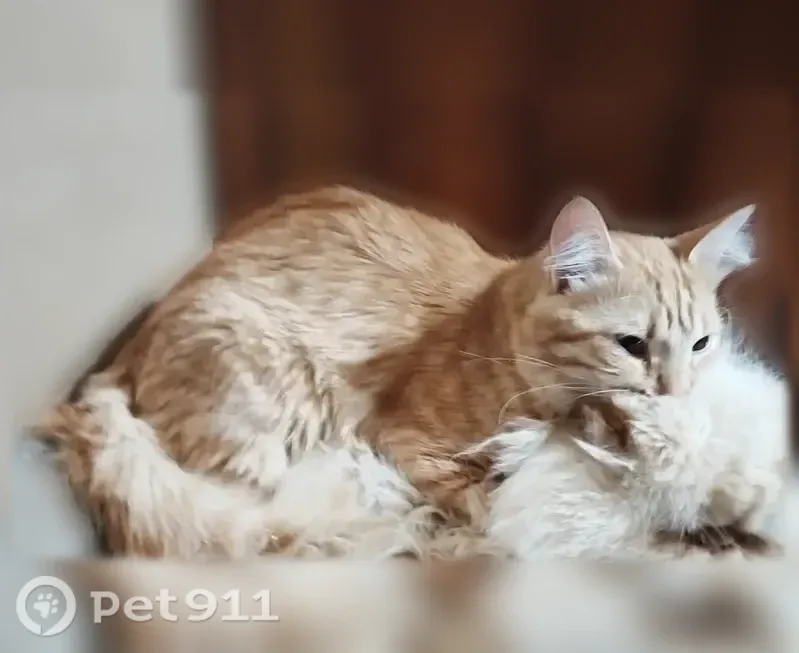 Пропала кошка, Иваново, Узловой, д. 3 — рыжая с неоново-зелёным ошейником и бубенчиком - photo