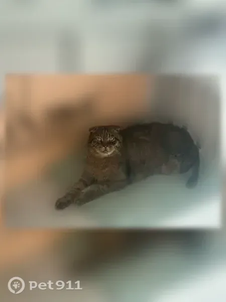 Найдена кошка, Пролетарская, Калининград — шотландский вислоухий кот, 5 лет - photo