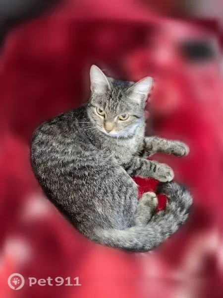 Пропала кошка, Белово, Краевая, Белово — небольшого размера, стерилизована - photo