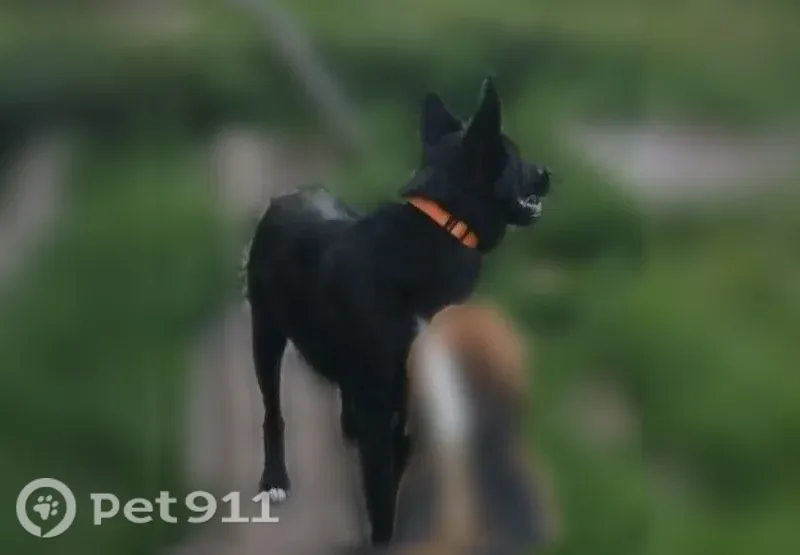 Пропала собака, Район Кировский (г Пермь), д. 116, Пермь — Магия, молодая 2 года - photo