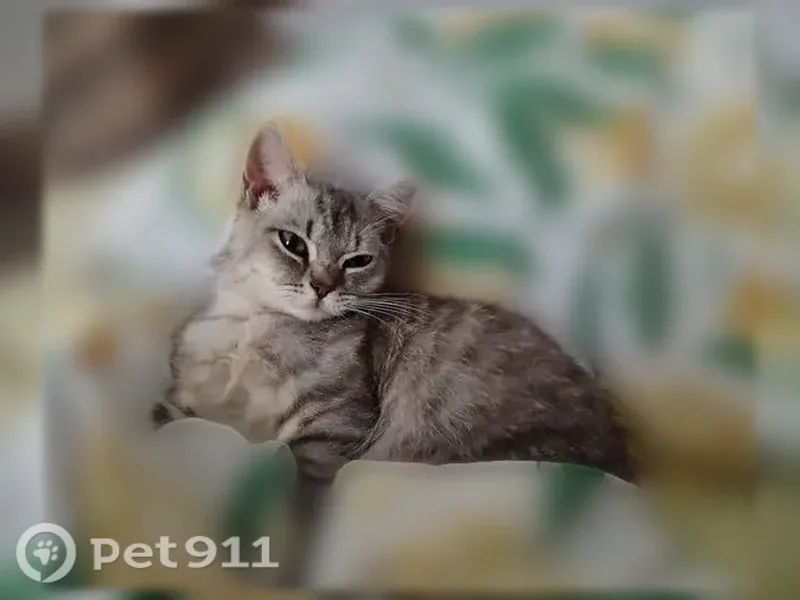 Пропала кошка, Обоянь, Комсомольская, д. 2 А, Обоянь — 4 месяца - photo
