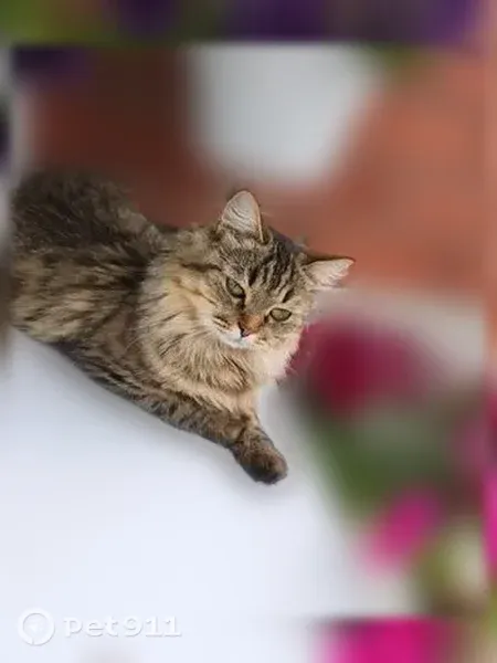 Пропала кошка, Жигулевск, Молодежный, д. 5, Жигулёвск — разноцветная, очень пушистая - photo