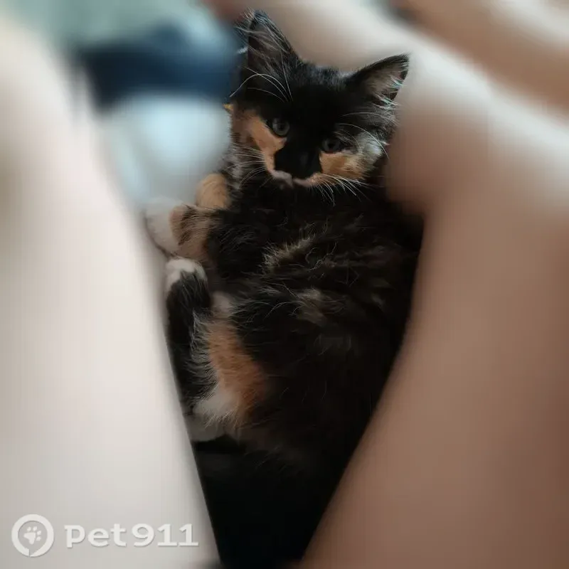 Пропала кошка, Силикатный, Калуга — небольшая кошечка, пугливая - photo