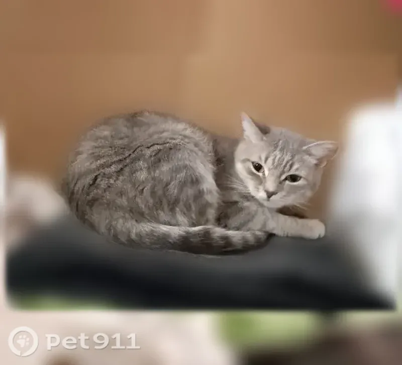 Пропала кошка, Кировградская, д. 57, Екатеринбург — серо-белая, кличка Буся, залом на конце хвоста - photo