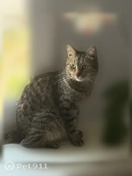 Пропала кошка, Димитровград, Черемшанская, д. 87 — окрас табби, клеймо Д1187 - photo