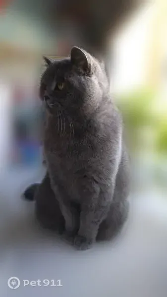 Пропала кошка, Котлас, О. Кошевого, д. 15, Котлас — британка, на шее серый ошейник - photo