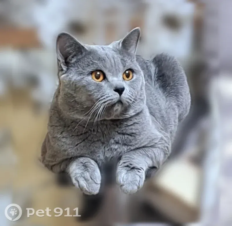 Пропала кошка, Станица Старощербиновская, Красная, д. 6, Старощербиновская — серый окрас, шотландская прямоухая - photo