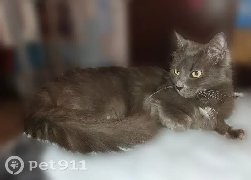 Пропала кошка, Подольск, Мраморная, д. 4, Подольск — белая манишка, длинный хвост, 10 лет - photo