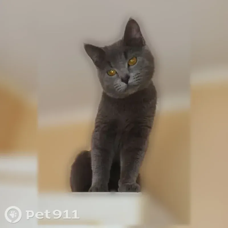 Пропала кошка, Архангельск — серый молодой домашний кот, спрыгнул с балкона - photo