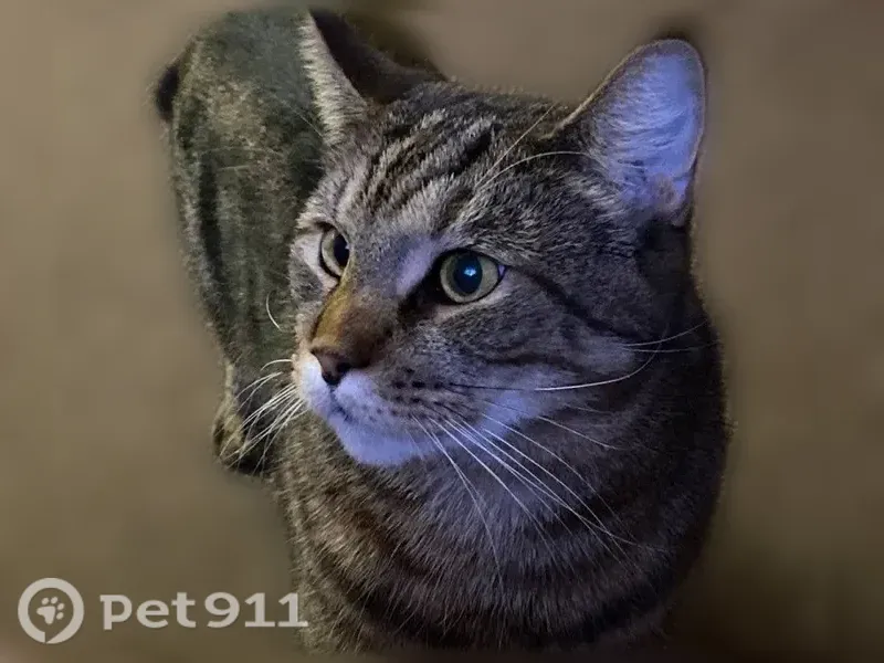 Пропала кошка, Поселок Андреевский, Школьный, Андреевский — короткошёрстная, кастрированная - photo