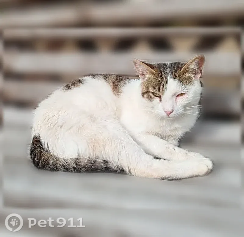 Пропала кошка, Рабочий поселок Тумботино, К.Маркса, д. 7, Тумботино — ласковая, ручная, с больными глазами - photo