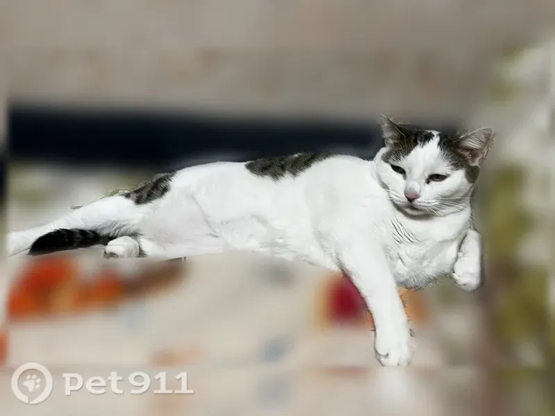 Пропала кошка, Территория снт Кристалл, Кольцово — шрам на животе после операции - photo