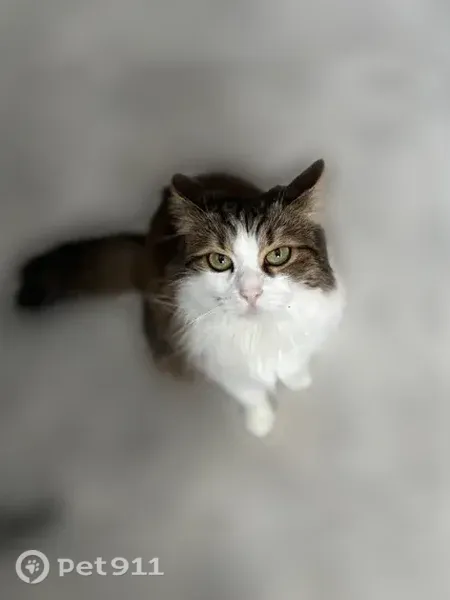 Пропала кошка, Казань, Заозерная, д. 12а — домашняя, очень пугливая - photo