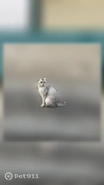 Пропала кошка, Радужный, Весенняя, Радужный — серый окрас - photo