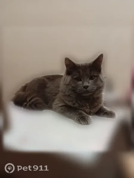 Пропала кошка, Иваново, 2-я Дачная, д. 20, Иваново — возраст 1 год, кастрирована, возможно выпала с 5 этажа - photo
