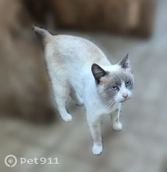 Найдена кошка, Баланово, Уфа — молодой голубоглазый котик - photo