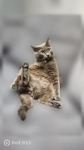 Пропала кошка, Инициативная, д. 117, Кемерово — крупный кот с белым пятнышком на шее - photo