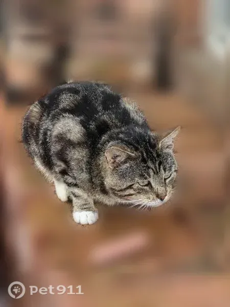 Найдена кошка, Деревня Селище, Селище — кот, орёт, не кастрирован - photo