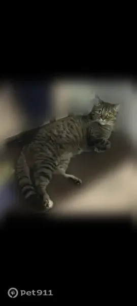 Пропала кошка, Эшкинина, д. 5А, Йошкар-Ола — шотландская, 9 лет - photo