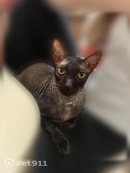 Пропала кошка, Йошкар-Ола — коту 8 лет, кастрирован - photo