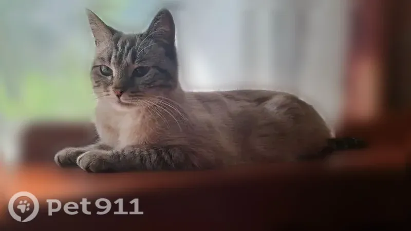 Пропала кошка, Карла Маркса, д. 128, Йошкар-Ола — спокойная, похожа на сиамскую - photo