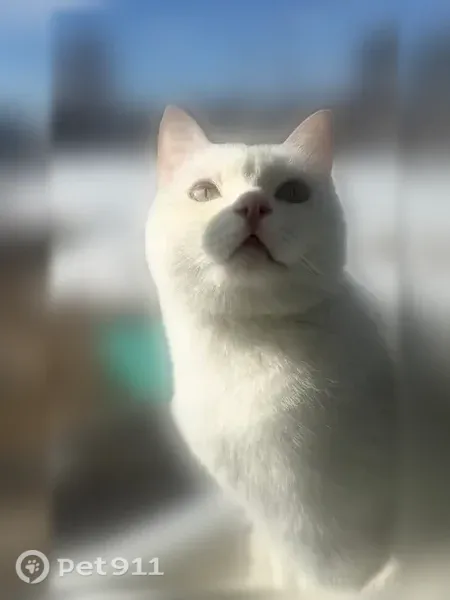 Пропала кошка, Нальчик — стриженая, чисто белого окраса, кастрированная - photo