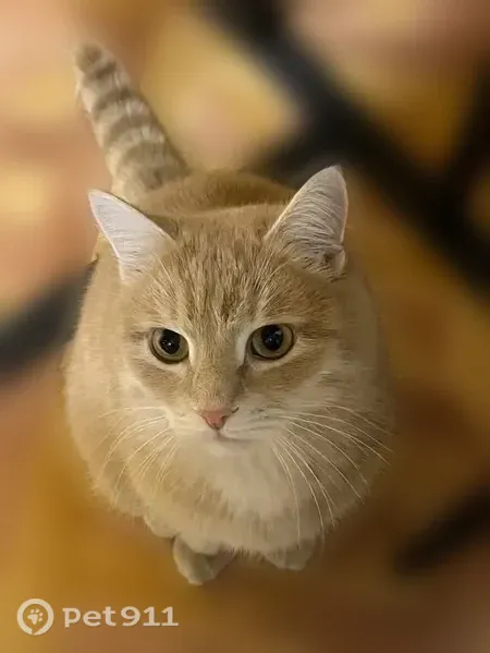 Пропала кошка, Димитровград, Кутузова, д. 4 — песочный окрас, 5 лет, кастрирована - photo