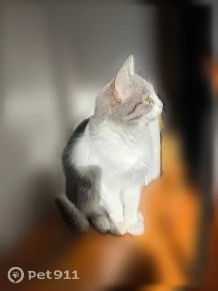 Пропала кошка, Набережная, Дюртюли — зовут Симка, 2 года - photo