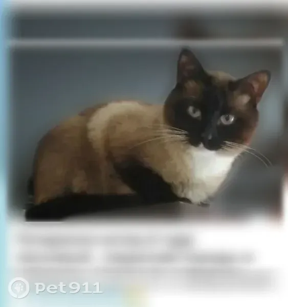 Пропала кошка, Воронеж-45 — светло-коричневая, с белыми задними лапками и белой грудкой - photo