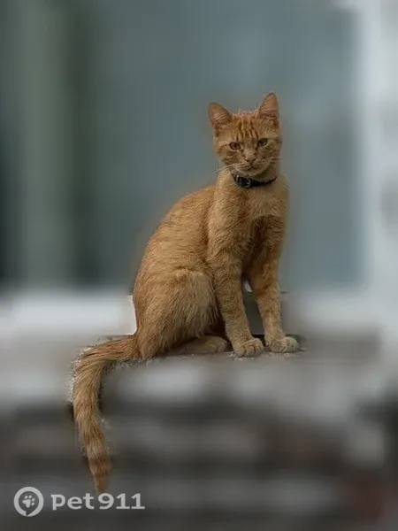 Пропала кошка, Рязань, Быстрецкая, д. 9 — рыжая с тёмными пятнышками вокруг рта - photo