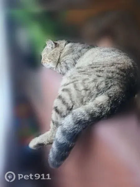 Пропала кошка, 18-я Линия, Омск — серый полосатый кот, с повязкой на шее - photo