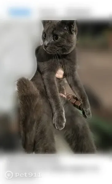 Пропала кошка, Ферина, Уфа — котик - photo