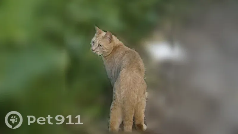 Пропала кошка, Иваново, Куликова, д. 16А — рыжий кастрированный кот с жёлтым ошейником - photo