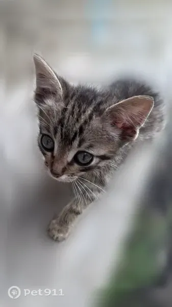 Кошка ищет дом, Село Костино (г Дмитров), Дмитров — подкинули котят, обработаны от паразитов - photo