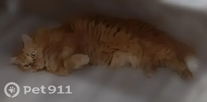 Пропала кошка, Рабочий поселок Средняя Ахтуба, Кузнецкая, д. 2Б, Средняя Ахтуба — рыжая, худенькая - photo