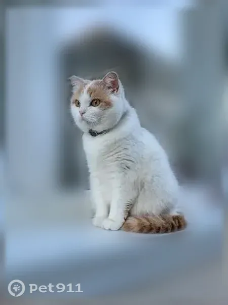 Пропала кошка, Соловьиная, Тюмень - photo