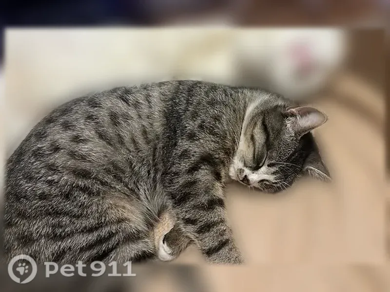 Пропала кошка, Феодосия, Симферопольское, д. 24Б — серый кот, хорошо откликается на кличку - photo