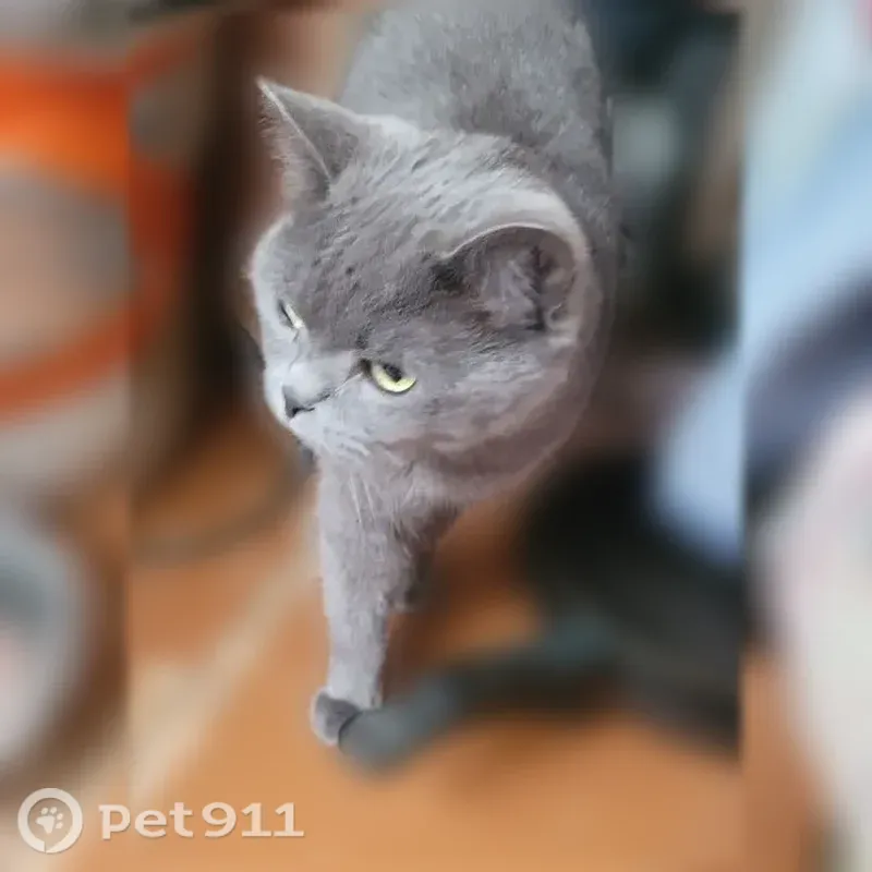 Найдена кошка, Район Октябрьский (г Уфа), Юрия Гагарина, д. 72/5, Уфа — приучена к лотку - photo