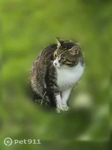 Найдена кошка, Село Паша, Паша — бело-серый кот, сидел на обочине трассы - photo