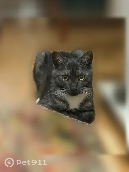 Пропала кошка, Косогорная, Уфа — черный окрас, белые лапки - photo