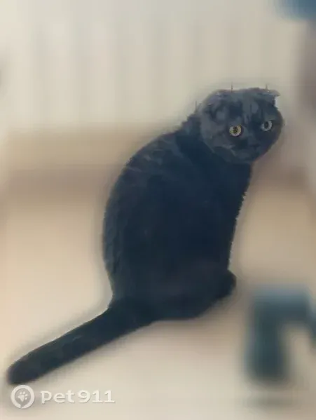 Пропала кошка, Волжский, Грушевая — черная, 12 лет - photo