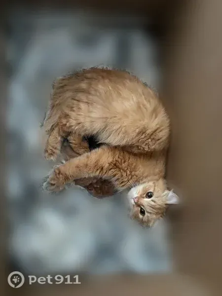 Пропала кошка, Кыштым, Клима Косолапова — ушки твёрдые - photo