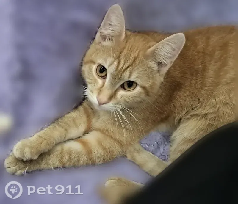 Пропала кошка, Таганская, д. 52, Екатеринбург — ярко-рыжий котёнок-подросток - photo